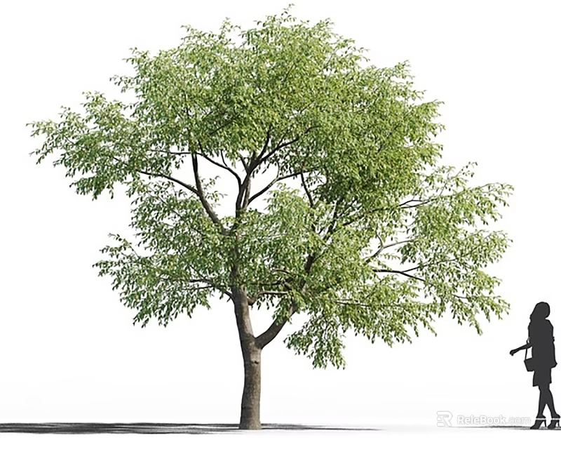 Tall Leafy Arbor With Green Foliage Standing Near Pedestrian In Outdoor Scene 3d model 