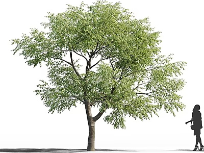 Tall Leafy Arbor With Green Foliage Standing Near Pedestrian In Outdoor Scene 3d model