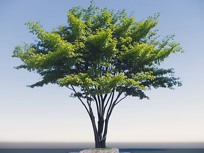 Lush Green Arbor With Multiple Trunks And Dense Leafy Canopy Against Clear Blue Sky 3d model
