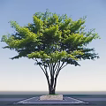 Lush Green Arbor With Multiple Trunks And Dense Leafy Canopy Against Clear Blue Sky