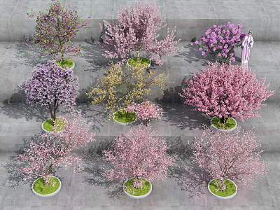 Colorful Flowering Arbor Trees In Potted Varieties With Pink Purple Yellow Blossoms 3d model