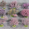 Colorful Flowering Arbor Trees In Potted Varieties With Pink Purple Yellow Blossoms