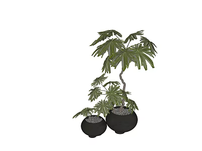 Bonsai Potted Plants With Green Large Leaves In Black Ceramic Pots And Small Stones 3d model