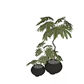 Bonsai Potted Plants With Green Large Leaves In Black Ceramic Pots And Small Stones