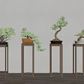 Light Colored Plant Stands With Potted Bonsai Trees Against Light Wall On Wooden Floor