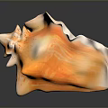 Orange and White Conch Shell with Wavy Edges on Black Background with Reflection
