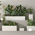 Bonsai and Potted Plants with Various Green Foliage in White Containers for Indoor Decoration