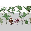 Assorted Plant Combination Featuring Green Red Leaves And Diverse Foliage Types 3d model