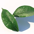 Fresh Green Leaves With Detailed Texture On White Background And Shadow