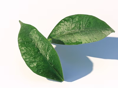 Fresh Green Leaves With Detailed Texture On White Background And Shadow 3d model
