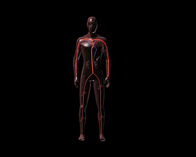 human arteriovenous vessels 3d model human arteriovenous vessels 3d model