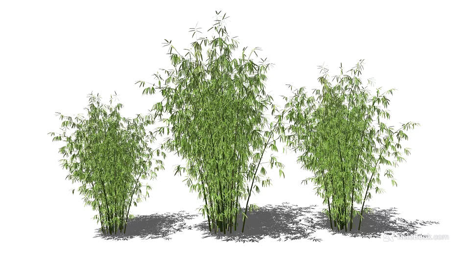Three Clusters of Bamboo with Green Leaves and Stems in Natural Outdoor Setting 3d model 