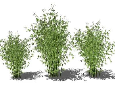 Three Clusters of Bamboo with Green Leaves and Stems in Natural Outdoor Setting 3d model
