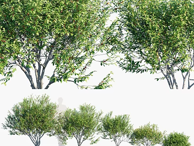 Green Leafy Shrubs In Various Sizes For Garden Landscape Design 3d model