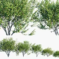 Green Leafy Shrubs In Various Sizes For Garden Landscape Design