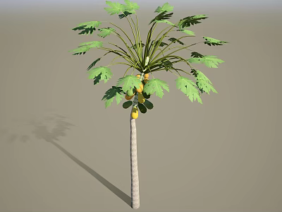 Papaya Tree With Ripe Yellow Fruits And Green Leaves In Growth Stage 3d model