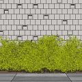 Modern shrubs 3d model