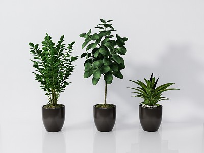 modern potted plant green plant potted plant 3d model