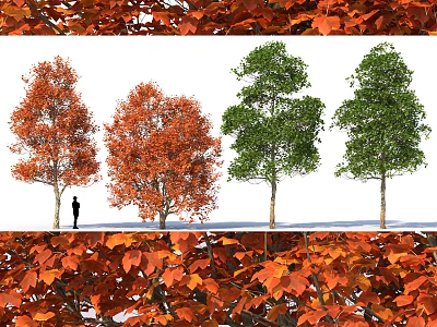 Arbor Trees With Red And Green Leaves And Fallen Leaves Around Silhouette Figure 3d model