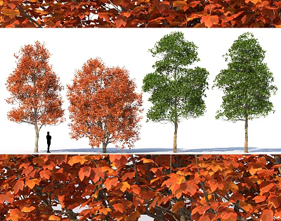 Arbor Trees With Red And Green Leaves And Fallen Leaves Around Silhouette Figure 3d model