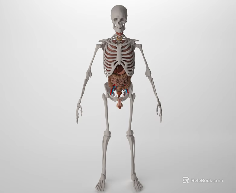 Anatomical Human Skeleton Model Head Organs Bone Structure Medical Education Tool 3d model 
