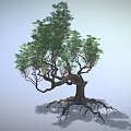 Tall Tree With Exposed Roots Twisted Trunk And Green Foliage In Light Blue Sky