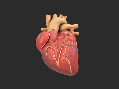 Detailed Human Heart Anatomical Structure as Chest Organ with Vessels 3d model