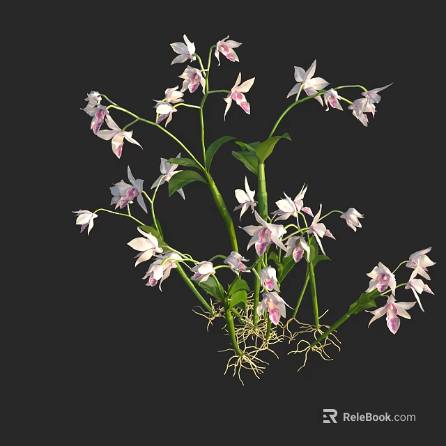 Beautiful White And Pink Orchids With Green Stems Leaves And Roots 3d model 