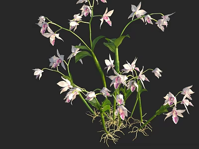 Beautiful White And Pink Orchids With Green Stems Leaves And Roots 3d model