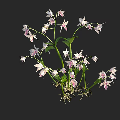 Beautiful White And Pink Orchids With Green Stems Leaves And Roots 3d model