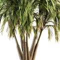 green palm tree 3d model