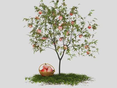 peach tree peach tree oil peach tree honey peach garden landscape tree peach tree fruit tree fruit basket 3d model