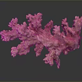 Vibrant Pink Branching Coral Polyps With Textured Surface Marine Life
