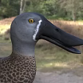 Aquatic Animal Duck Featuring Grey Head Black Beak Brown Spotted Feathers And Orange Feet