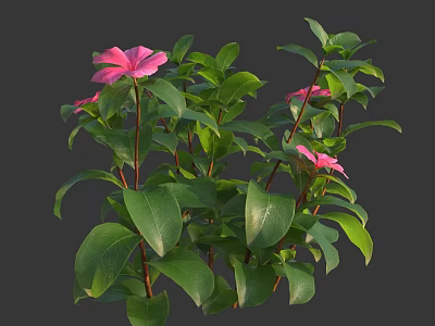 Lush Green Plants With Vibrant Pink Flowers And Fresh Leaves 3d model