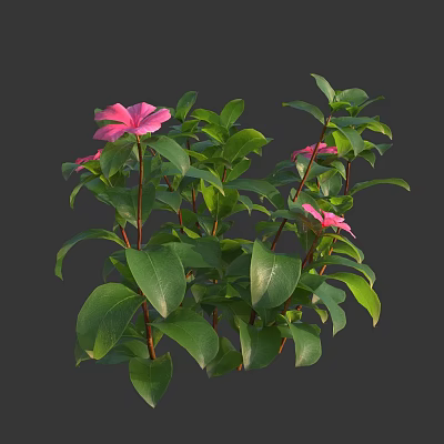 Lush Green Plants With Vibrant Pink Flowers And Fresh Leaves 3d model