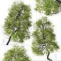 Two Lush Green Arbor Trees With Curved Trunks And Dense Foliage Near Human Figure