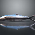 Whole Fresh Tuna Fish With Shiny Metallic Blue Skin On Reflective Surface