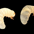 Two White Reptile Larvae With Curved Bodies And Legs On Black Background