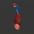 Human Internal Organs Anatomical 3D Model Illustration With Lung Heart And Vascular Structures