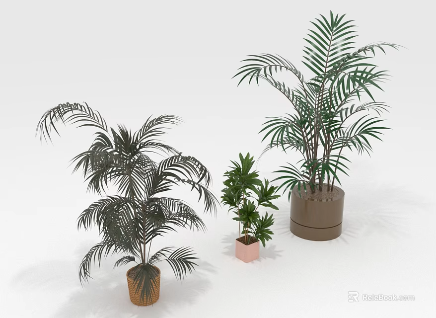 Three Different Potted Plants in Various Containers Against White Background 3d model 