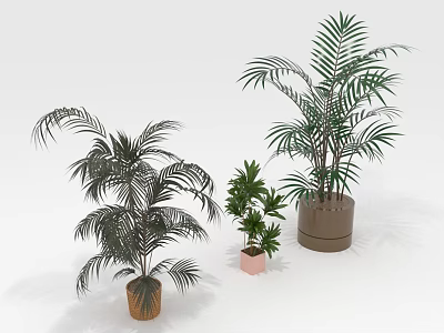 Three Different Potted Plants in Various Containers Against White Background 3d model