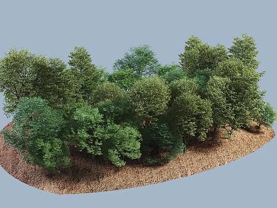 Green Arbor Trees in Natural Forest With Various Heights Shapes on Brown Ground 3d model