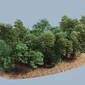 Green Arbor Trees in Natural Forest With Various Heights Shapes on Brown Ground
