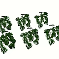 Lush Green Monstera Plants With Large Leaves And Natural Shadows
