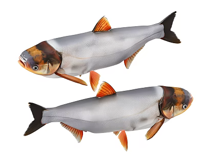 Two Silver Freshwater Fish With Orange Fins Tails And Dark Heads 3d model
