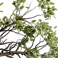 Lush Green Bonsai Plant in Black Geometric Vase with Curved Branches