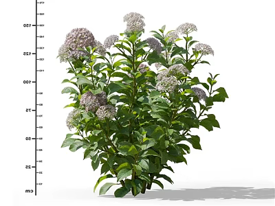 Lush Green Plant Showcasing White And Light Purple Flowers Along With Fresh Green Leaves 3d model