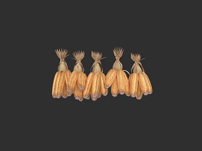 Mature Yellow And Brown Corn Cobs Bundled Arranged On Black Background 3d model