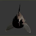 Realistic Brownish Shark With Red Fins In Side View On Smooth Reflective Surface